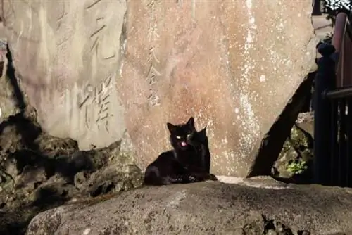 Кошка наслаждается солнцем в храме.