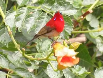 Красноклювая голубая сорока