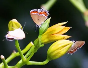 Бабочки вблизи.