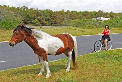 Эша Самаджпати встречает дикого пони на острове Ассатиг.