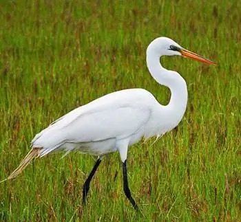 Молочно-белая цапля, которая остановилась достаточно для одного выстрела