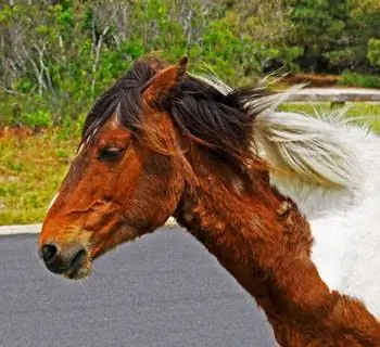 Дикие пони свободно бродят по острову Ассатиг