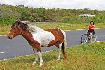 Остров Ассатиг и Оушен-Сити: Летние развлечения с дикими пони