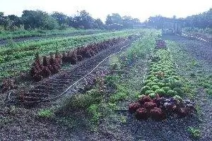 Детская капуста на рассвете на райской ферме.