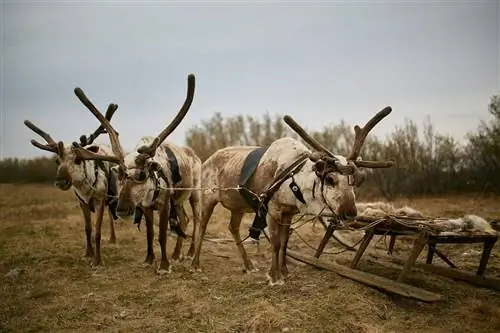 Олени в сибирской северной деревне