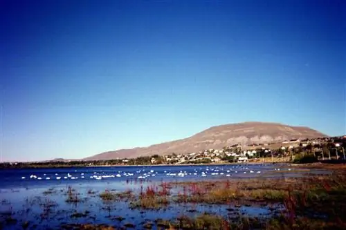 Лебеди с черной шеей и фламинго гуляют по озеру в Эль-Калафате.