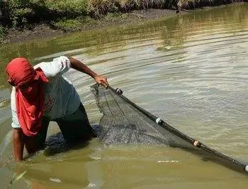 Мужчина копает пруд для пантата, грязевого сома, который является фирменным блюдом Зарраги. Каждый декабрь в городе проводится фестиваль, посвященный рыбе.
