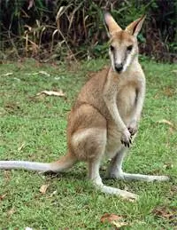 Валлаби встречает нас на берегу реки Кэтрин.