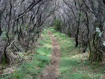 Прекрасная часть тропы - это место, где вы полностью покрыты виноградными лозами и можете слышать плеск моря прямо рядом с тропой.
