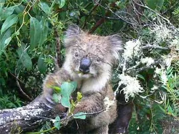 Коала на Большой океанской прогулке, Виктория, Австралия.