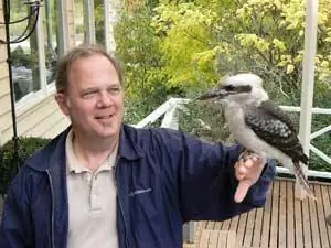 Кукаберра издает звук чьего-то смеха. Эти птицы привыкли к бесплатной порции мясных отходов во внутреннем дворике дома у озера в Дейлсфорде.