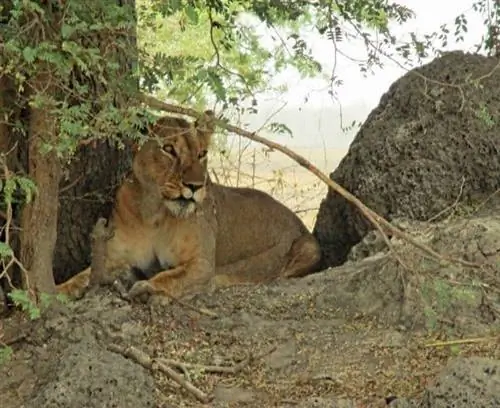 Лев лежит низко в полуденной жаре.