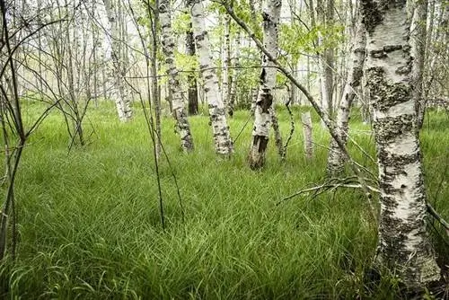 Источник Сьер де Мон в национальном парке Акадия в штате Мэн.