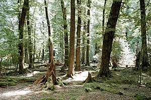 Лотлориэн, дом Галадриэль и ее эльфов. На фото Мари Джавинс.