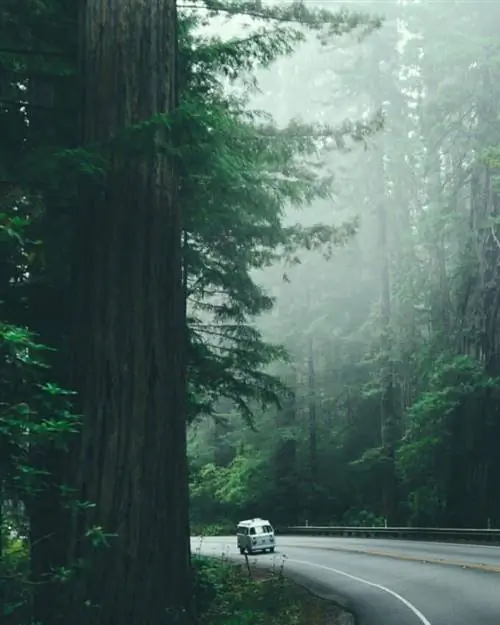1977 VW Westfalia проезжает по государственному парку Редвудс в Калифорнии. Фото: Кэлли Макмаллин