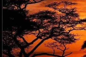 Песни африканскому закату: отрывок из книги Зимбабве