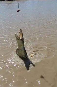 Кормление морских крокодилов.