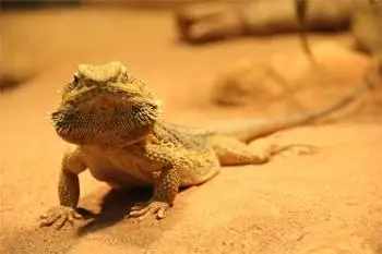 Бородатый монстр, знаменитая рептилия глубинки.