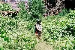 Делая паузу для отдыха в походе к Бивер-Фолс, Шэрон позирует в пышной листве, которая растет в каньоне индейской резервации Хавасупай.