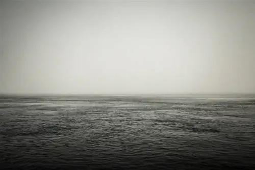 Туман, такой густой, что его можно разрезать ножом, во время наблюдения за китами.