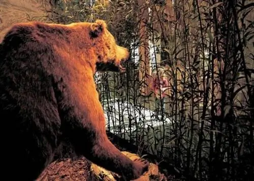 Медведь гризли в Центре посетителей реки Льюис и Кларк в Небраске.