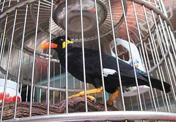 Эта птица приветствует всех Ни Хао (Привет!) в торговом районе Тяньцзифан в Шанхае.