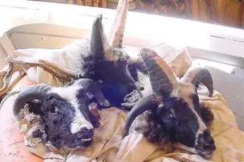 Головы овец, прежде чем они станут Svið og sviðasulta.