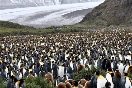 Здесь живут более 60 000 королевских пингвинов.