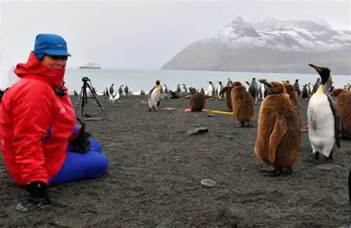 Птенец королевского пингвина подобрался поближе, чтобы посмотреть