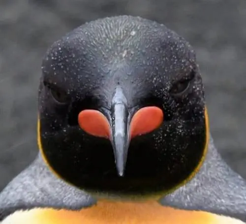 Королевский пингвин крупным планом.