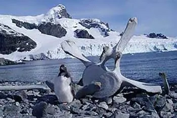 Путь, путь вниз: Антарктическое сафари