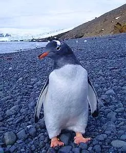 Любопытный пингвин Gentoo