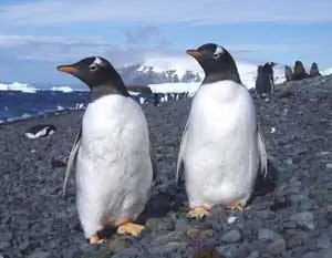 Любопытный Gentoos