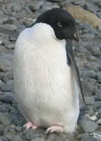 Пингвин Адели указывает посетителям Антарктики правильное направление.