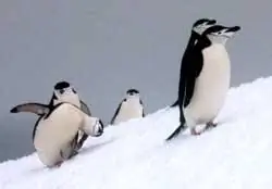 Антарктический пингвин на острове Халф-Мун-Бей проверяет посетителей-людей.