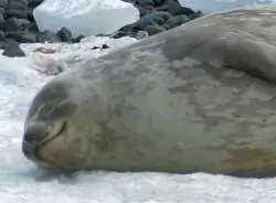 Нежный тюлень Уэдделла вздремнет.