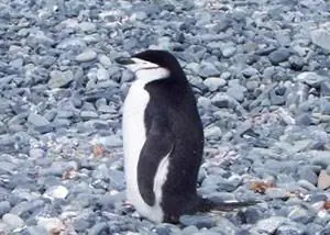 Антарктический пингвин