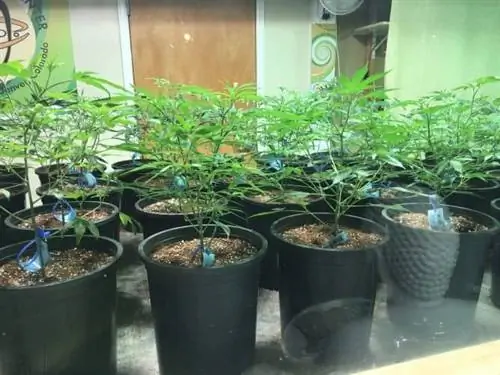 Оздоровительный центр Lodo в центре Денвера. Посетители могут делать покупки только в развлекательных, а не в медицинских магазинах.