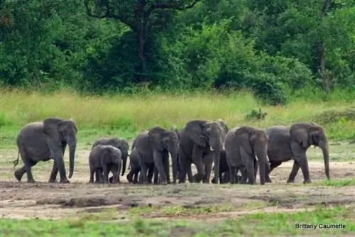Стадо слонов приближается к Kazuni Safari Lodge, Малави.