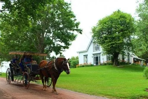 Green Gables по-прежнему восхищает как посетителей, так и читателей