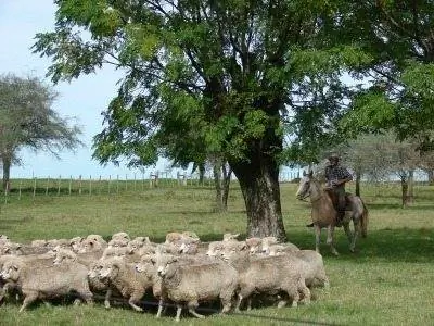 Овечье ранчо в Ла-Пасе.