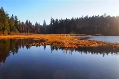 Это похоже на середину леса, но Стэнли-парк находится в пределах городской черты Ванкувера.