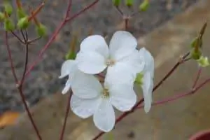 Цветок белого черного дерева (или Trochetiopsis Ebenus) произрастает на острове Святой Елены и является национальным цветком страны.