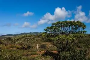 Лес тысячелетия