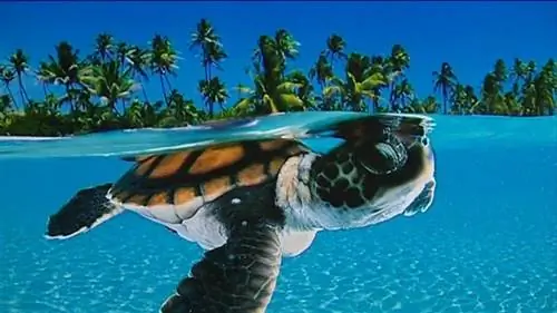 Часть выставки National Geographic о жизни в море в Морском музее Бордо.