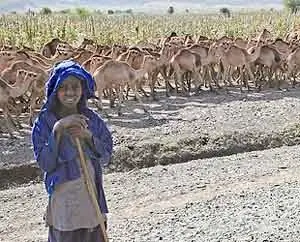 Выпас верблюдов в Эфиопии