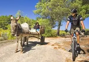 По дороге в Линьярес проезжает повозка с ослами - фото Мэтью Кадей.