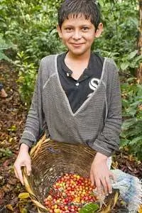 Мальчик в Никарагуа собирает кофе - фото Мэтью Кейди