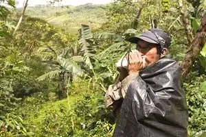 Оповещение фермеров о том, где можно собирать бобы