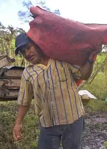 Сбор урожая кофе - непосильный труд.